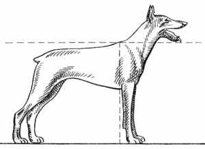 Как измерить собаку