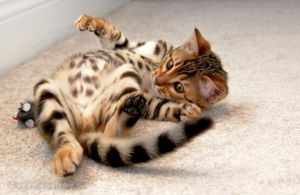 Бенгальский котенок катается по полу