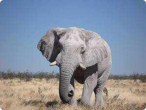 Саванный слон - ареал обитания
