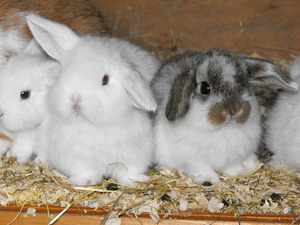 Лечение болезней кроликов