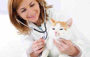 Ветеринар с котом