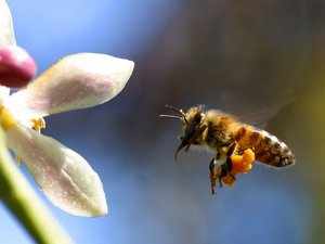 Пчелы активно собирают пыльцу в течение лета