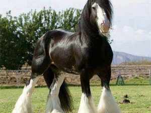 Лошадь – одно из самых грациозных животных больших размеров