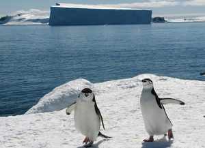 Пингвины в Антарктиде