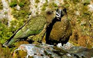 Совиные попугаи какапо