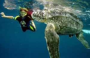 Черепаха и плавец в океане