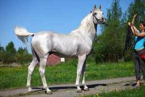 Арабская лошадь серого окраса
