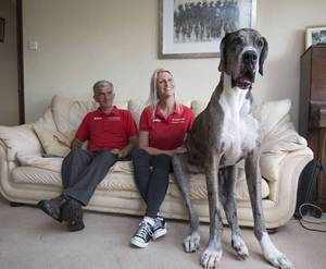Порода самых больших собак