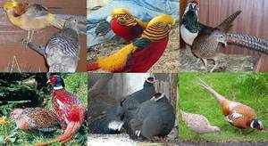 Фазан обыкновенный: описание, разведение и правила охоты на птицу