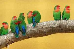 Неразлучники - разновидность попугаев