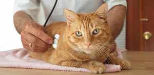 Микоплазмоз у кошек как лечить