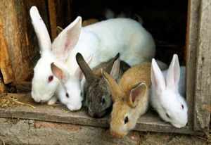 Особенности разведения кроликов