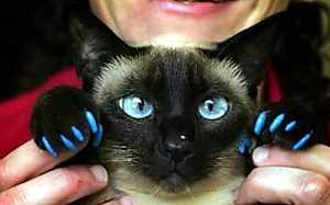 Черная кошка с голубыми глазами 