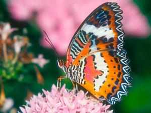 Сколько живут бабочки