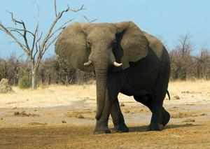 Африканский слон - редкие животные