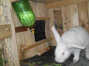 Вакуумная поилка для кроликов