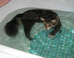 Простое купание купание котов