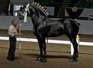 Першерон – порода самых больших лошадей