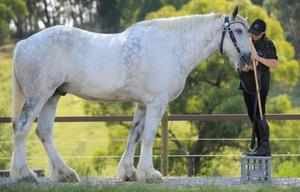 Лошадь – одно из самых красивых и грациозных животных больших размеров