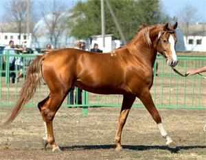 Донская лошадь: описание характера лошади