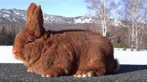 Новозеландский красный кролик