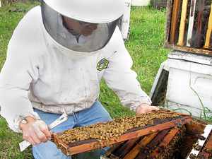 Как ухаживать за пчелами