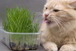 Рыжий кот ест травку