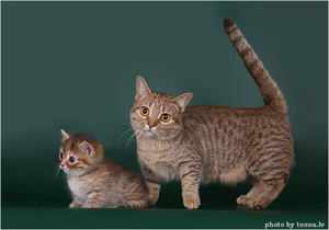 Манчкин – кошка и котенок