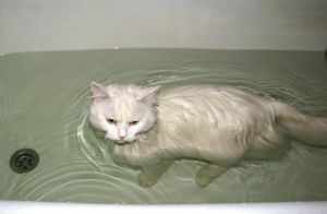Белая кошка сама купается в ванной