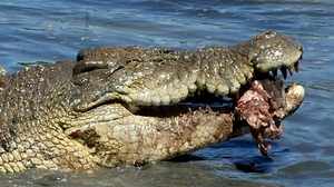 Питание гребнистого крокодила