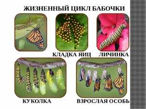 Как долго живут бабочки