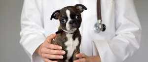 Запрет на прививку для собаки