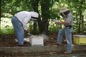 Как обучится правилам пчеловодства