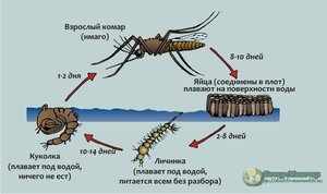 Личинки комаров