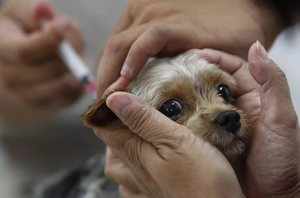 Стоимость вакцинации взрослой собак