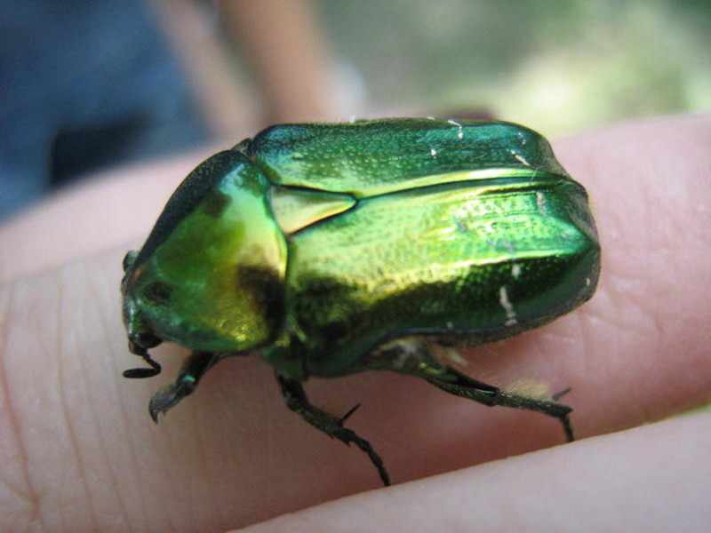Зеленый майский жук на пальце человека