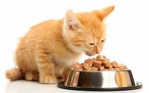 Как правильно кормить котят