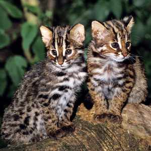 Симпатичные котята кошки Цусимы