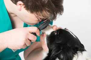 Хронические заболевания – одна из причин выделения из глаз у собаки 