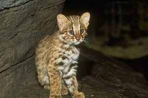 Подросший амурский лесной котенок