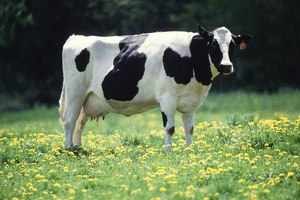 Голштинская молочная порода коров