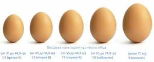 Куриные яйца разных категорий