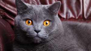 Британский короткошерстный кот, большие глаза - фото крупно