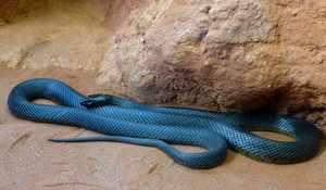 Самая ядовитая змея Тайпан