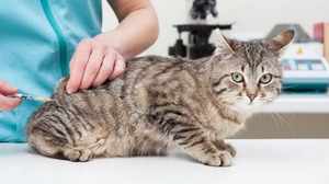 Микоплазмоз у кошек: лечение и профилактика