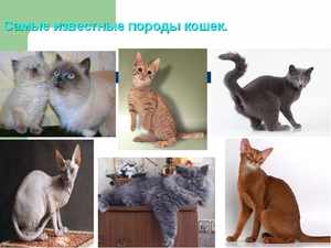 Разновидности пород кошек