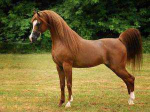 Лошадь арабской породы