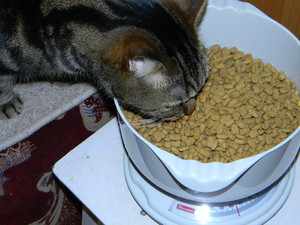 Питание домашних кошек
