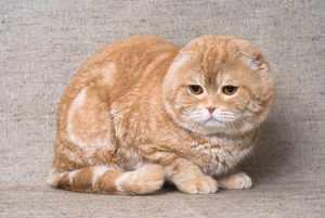 Особенности породы Шотландская вислоухая кошка