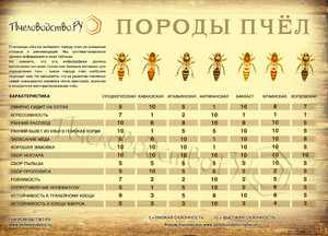 Инфографика породы пчел